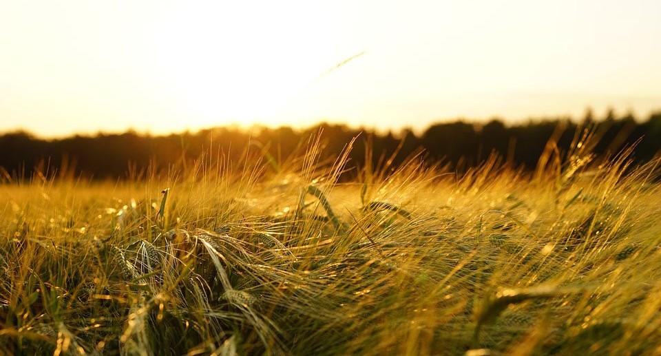Agricultural Biotech Startups