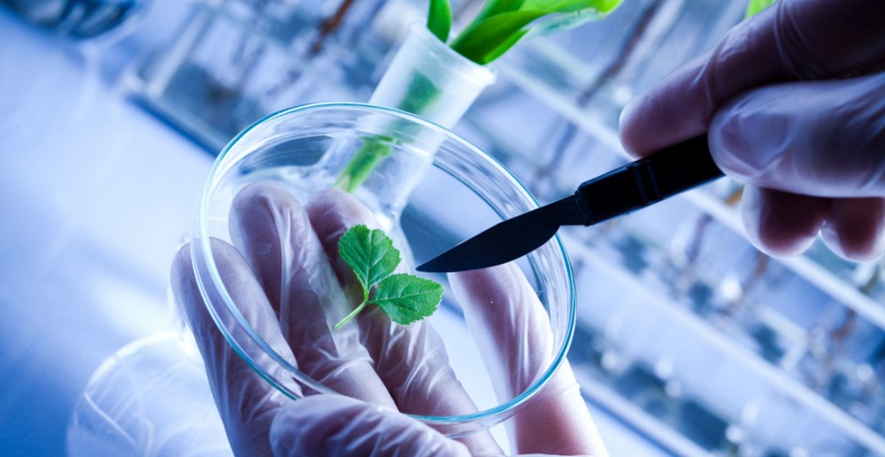 small biotech companies to invest in