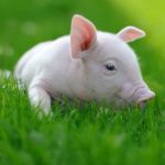 Seaboard Has Bought Christensen Farms Assets