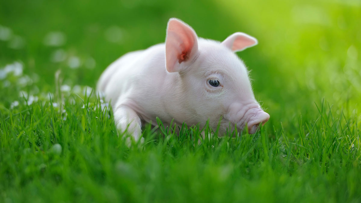 Seaboard Has Bought Christensen Farms Assets